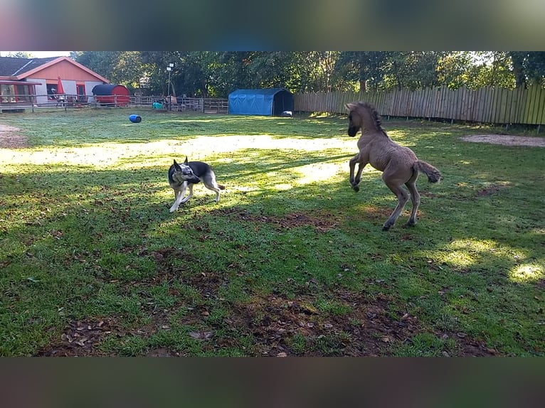 Highland Pony Merrie 1 Jaar Grullo in Neumünster