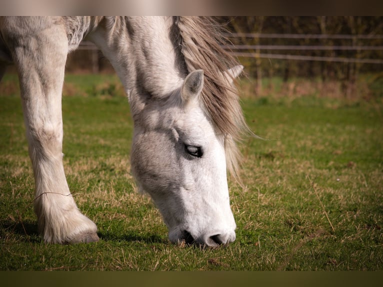 Highland Pony Merrie 21 Jaar 133 cm Schimmel in Hetzles