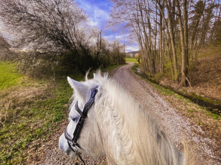 Highland Pony Merrie 21 Jaar 133 cm Schimmel in Hetzles