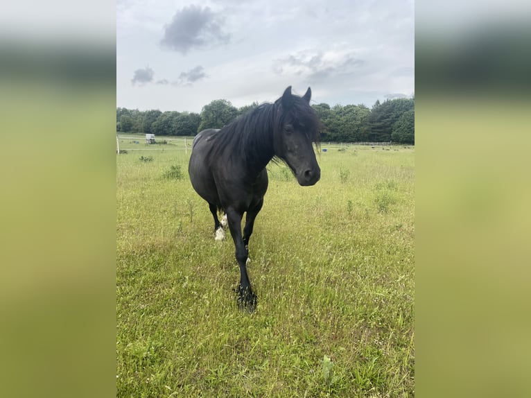 Highland Pony Merrie 7 Jaar 132 cm Zwart in Faversham