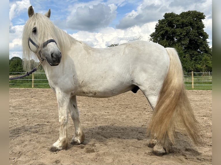 Highland Pony Ruin 14 Jaar Schimmel in Lautertal Highland Pony Ruin 14 Jaar Schimmel in Lautertal