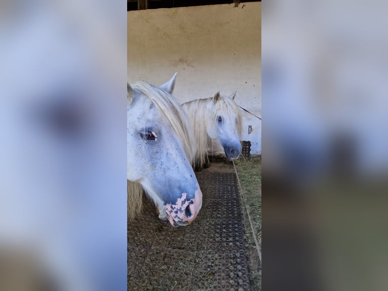 Highland Pony Ruin 15 Jaar Schimmel in Lautertal