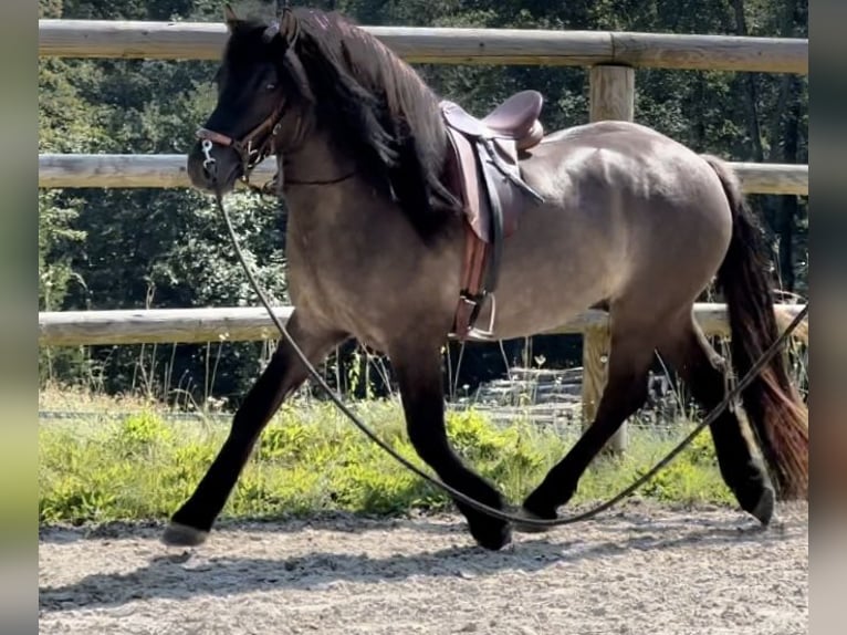 Highland Pony Ruin 3 Jaar 152 cm Dunalino in Amerang