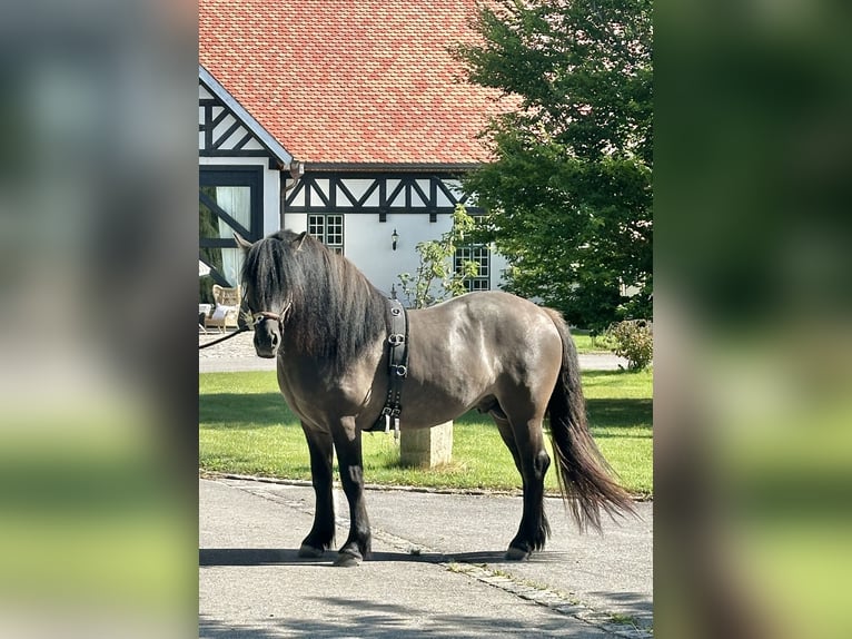 Highland Pony Ruin 3 Jaar 152 cm Dunalino in Amerang