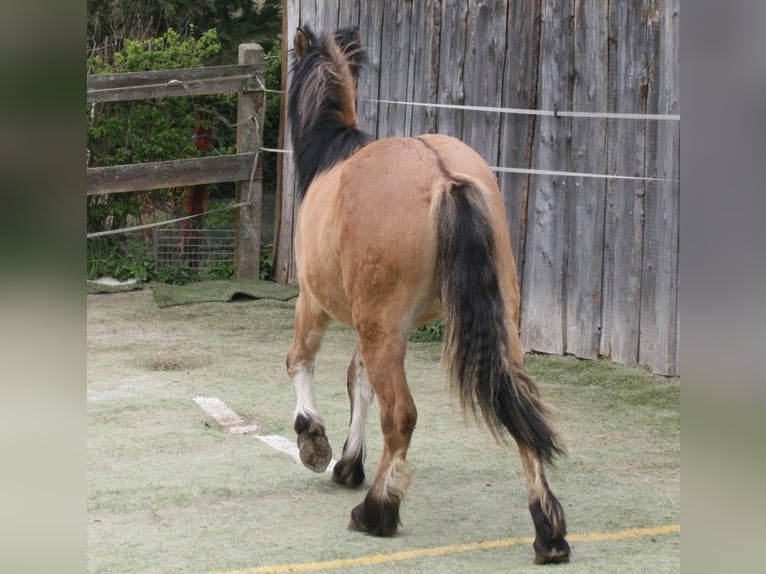 Highland pony Stallion 1 year 14,1 hh in Calden