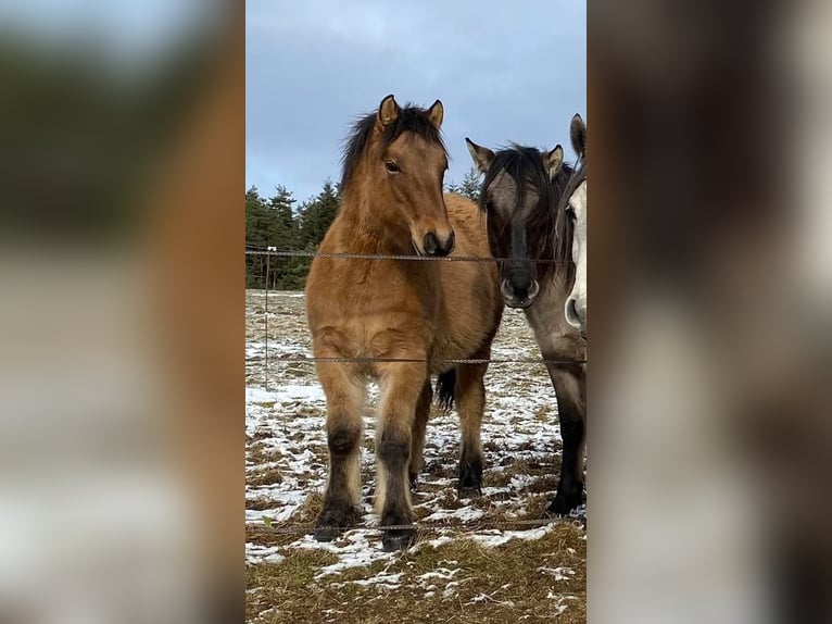 Highland pony Stallion 1 year 14,1 hh in Calden