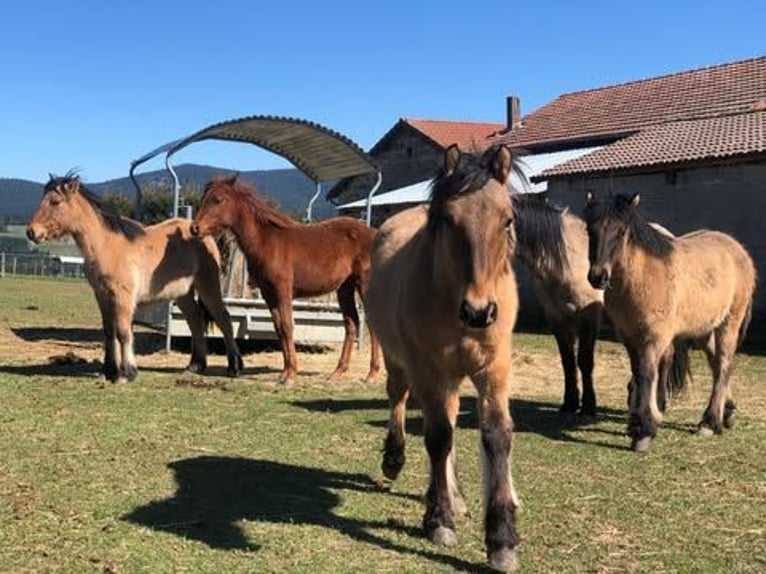 Highland pony Stallion 1 year 14,1 hh in Calden
