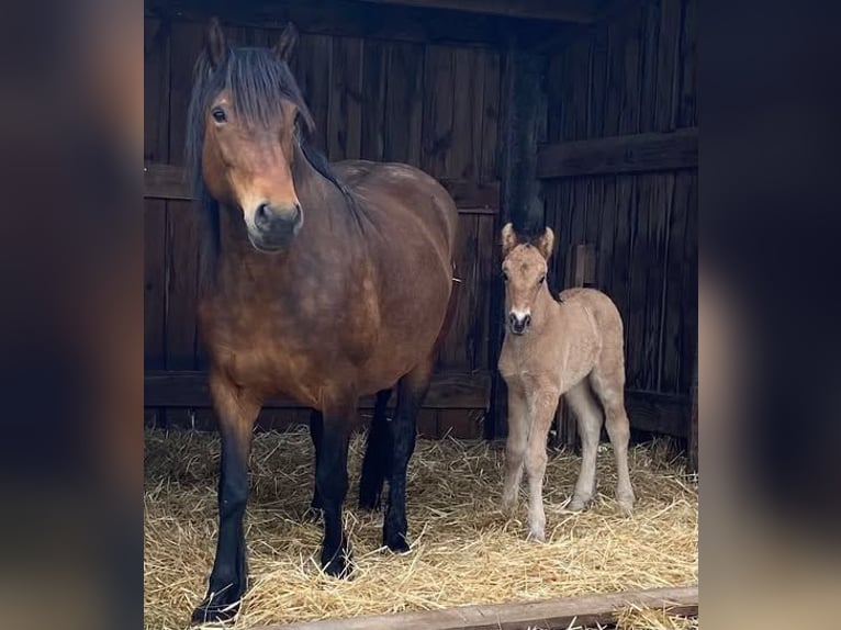 Highland pony Stallion 1 year 14,1 hh in Calden