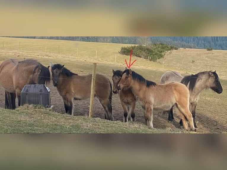 Highland pony Stallion 1 year 14,1 hh in Calden