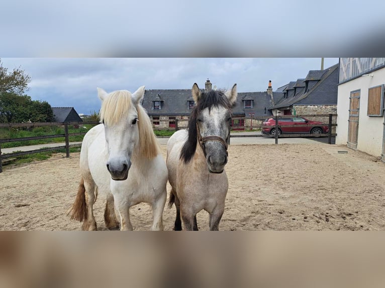 Highland pony Stallion 1 year Gray in Plourin