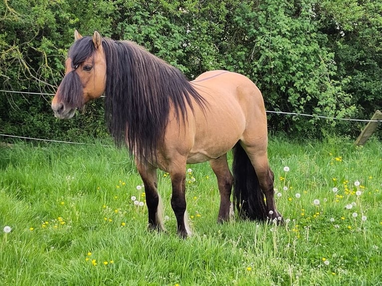 Highland pony Stallion 2 years 14,1 hh Dun in Calden