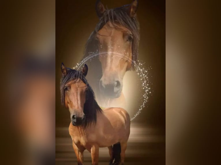 Highland Pony Stute 13 Jahre 142 cm Brauner in Sinsheim