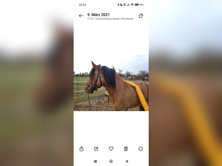 Highland Pony Stute 13 Jahre 142 cm Brauner in Sinsheim