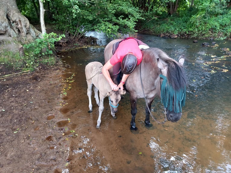 Highland Pony Stute 1 Jahr Grullo in Neumünster