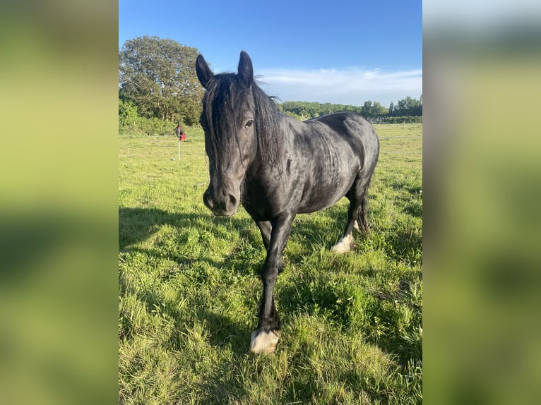 Highland Pony Stute 7 Jahre 132 cm Rappe in Faversham