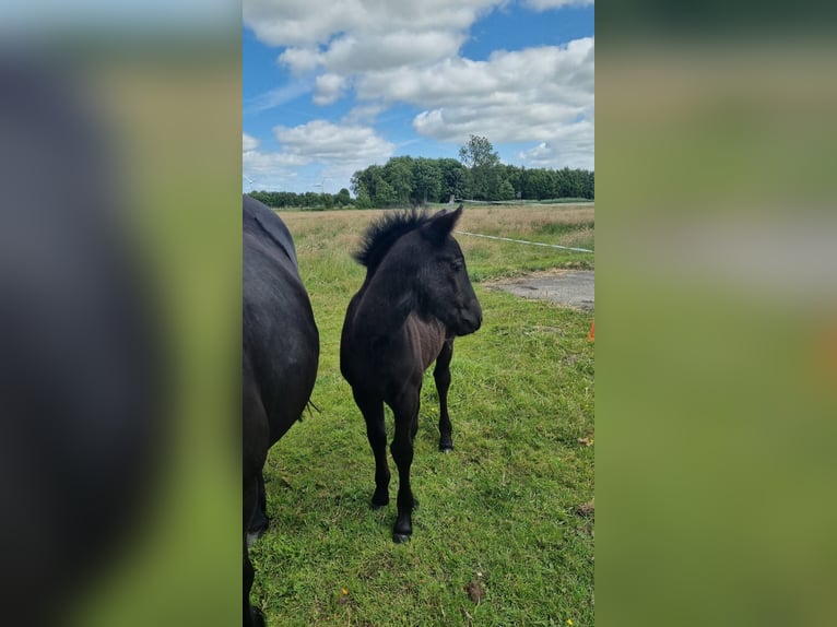 Highland Pony Stute Fohlen (07/2025) Kann Schimmel werden in Flethsee