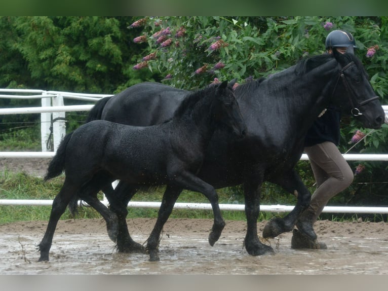 Highland Pony Stute Fohlen (07/2025) Kann Schimmel werden in Flethsee
