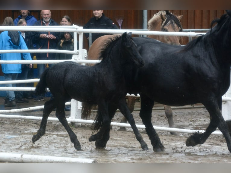Highland Pony Stute Fohlen (07/2025) Kann Schimmel werden in Flethsee