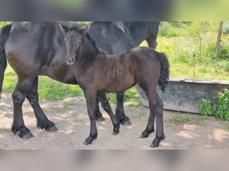 Highland Pony Stute Fohlen (07/2025) Kann Schimmel werden in Flethsee