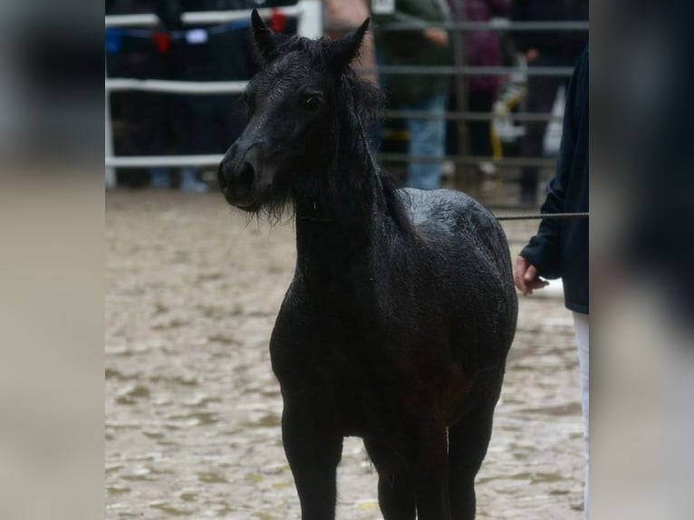 Highland Pony Stute Fohlen (07/2025) Kann Schimmel werden in Flethsee