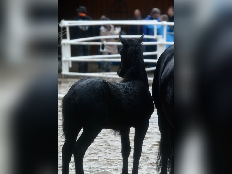 Highland Pony Stute Fohlen (07/2025) Kann Schimmel werden in Flethsee