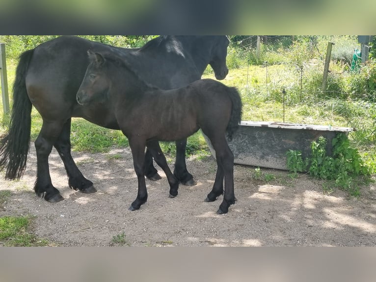 Highland Pony Stute Fohlen (07/2025) Kann Schimmel werden in Flethsee