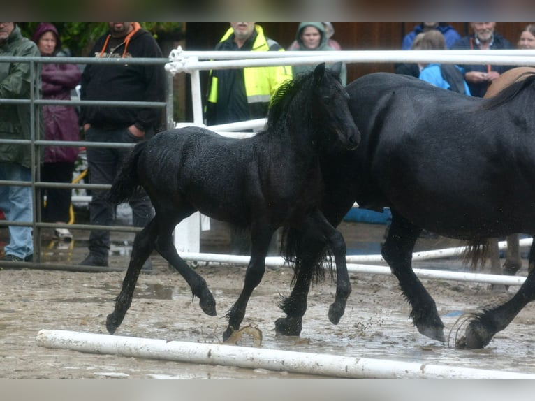 Highland Pony Stute Fohlen (07/2025) Kann Schimmel werden in Flethsee