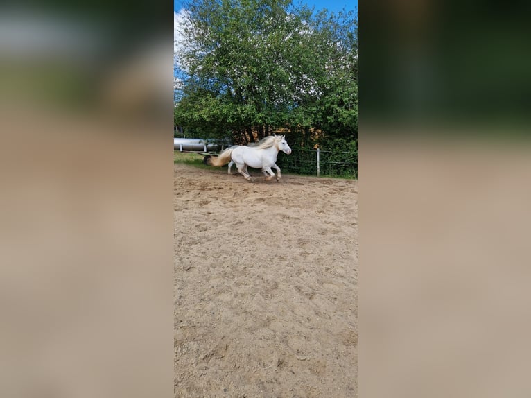 Highland Pony Wallach 15 Jahre Schimmel in Lautertal
