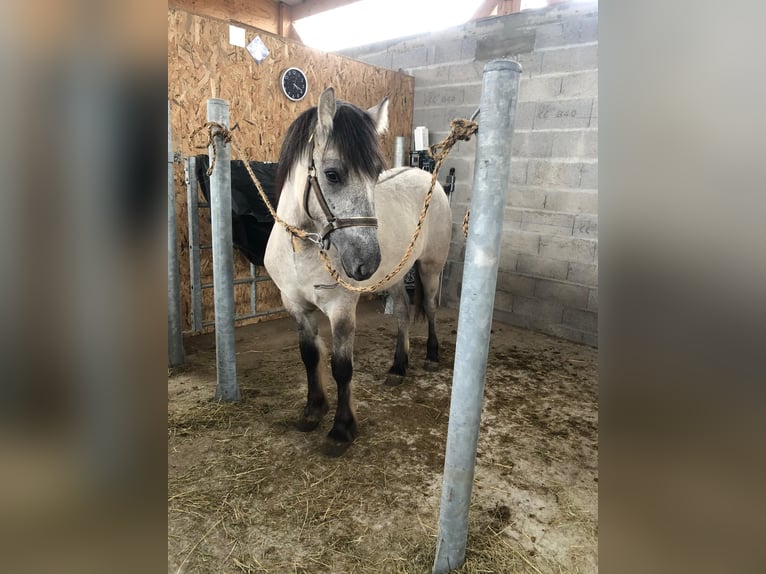 Highland Pony Wallach 1 Jahr 132 cm Schimmel in Plourin