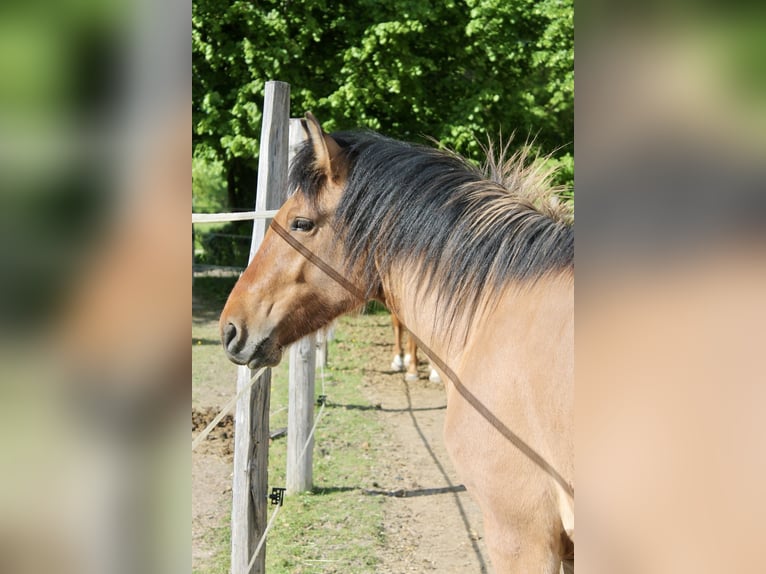 Highland Pony Mix Wallach 2 Jahre 145 cm Braunfalbschimmel in Saint oulph