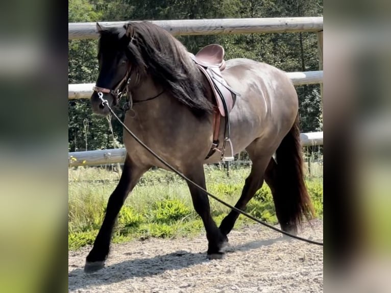 Highland Pony Wallach 3 Jahre 152 cm Dunalino in Amerang