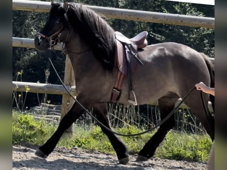 Highland Pony Wallach 3 Jahre 152 cm Dunalino in Amerang