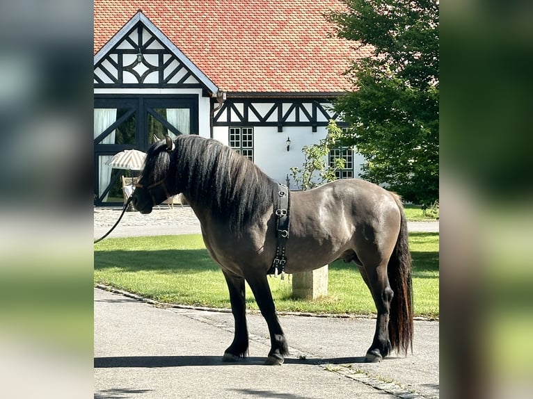 Highland Pony Wallach 3 Jahre 152 cm Dunalino in Amerang