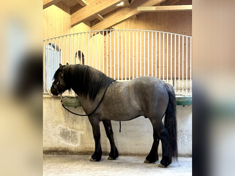 Highland Pony Wallach 3 Jahre 152 cm Dunalino in Amerang