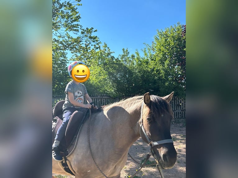 Highland Pony Wallach 9 Jahre 145 cm Grullo in Langenwetzendorf