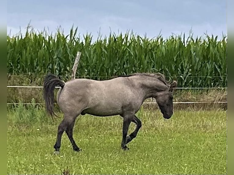Highland Pony Wallach 9 Jahre 145 cm Grullo in Langenwetzendorf