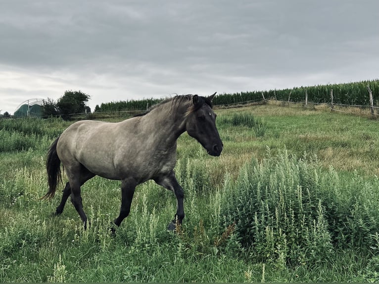 Highland Pony Wallach 9 Jahre 145 cm Grullo in Langenwetzendorf
