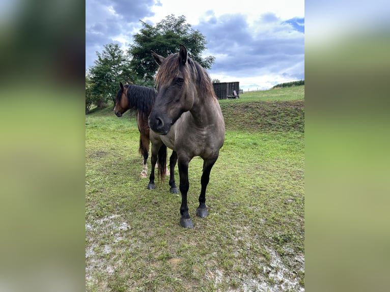 Highland Pony Wallach 9 Jahre 145 cm Grullo in Langenwetzendorf