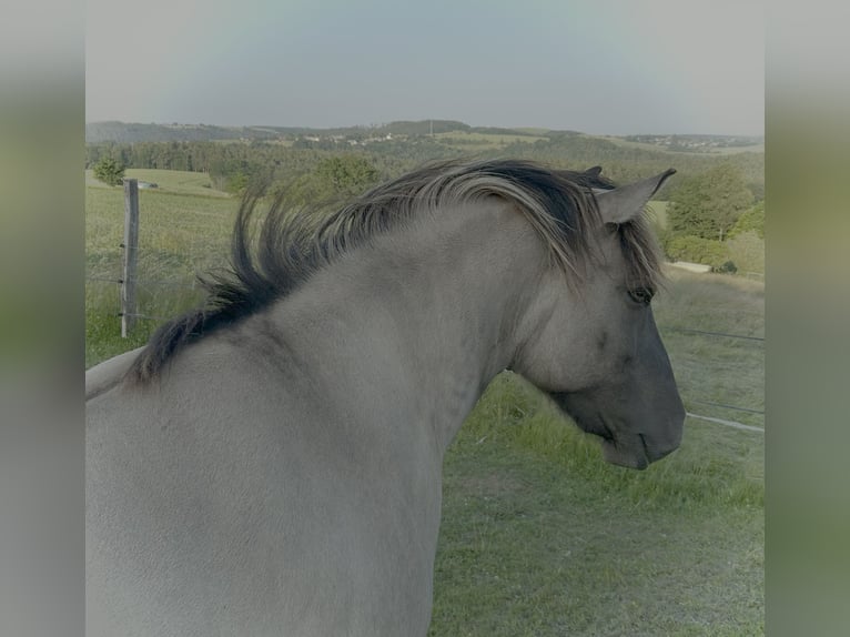Highland Pony Wallach 9 Jahre 145 cm Grullo in Langenwetzendorf