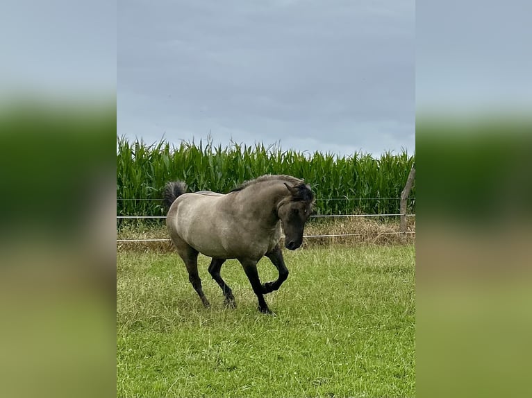 Highland Pony Wallach 9 Jahre 145 cm Grullo in Langenwetzendorf