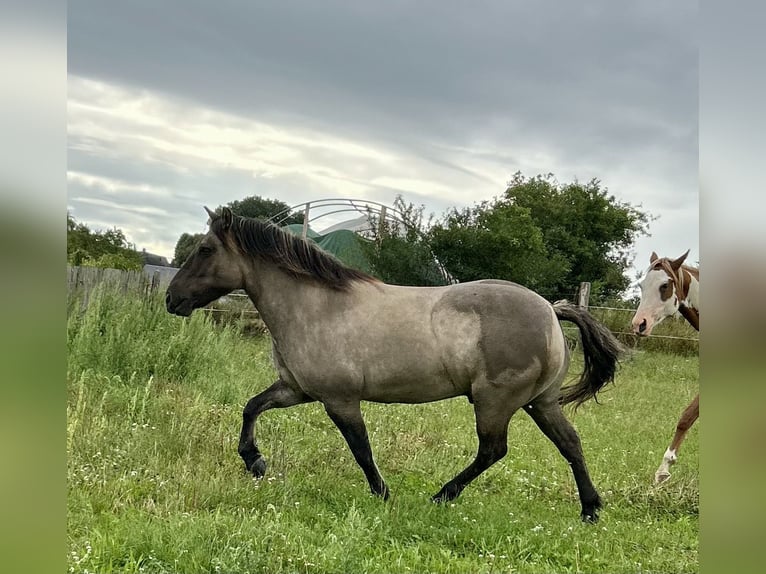 Highland Pony Wallach 9 Jahre 145 cm Grullo in Langenwetzendorf