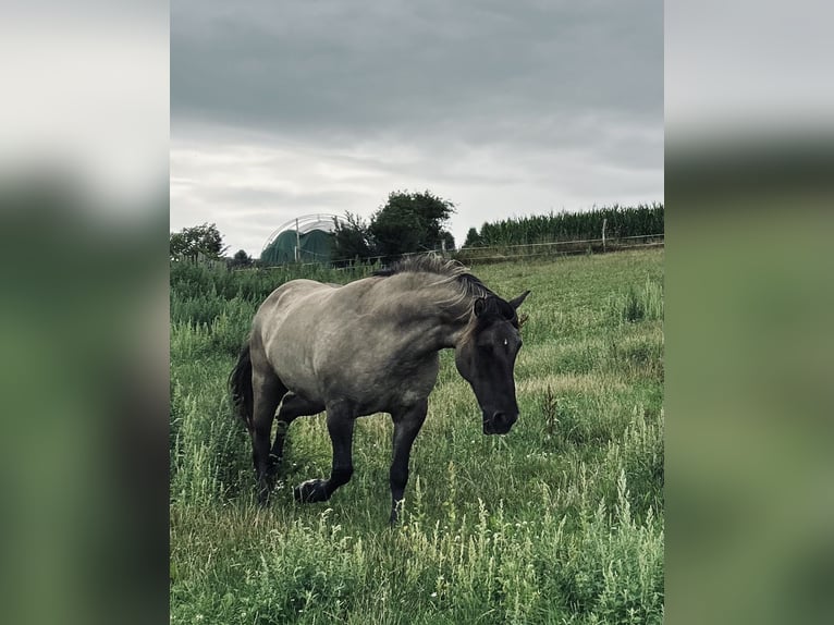 Highland Pony Wallach 9 Jahre 145 cm Grullo in Langenwetzendorf