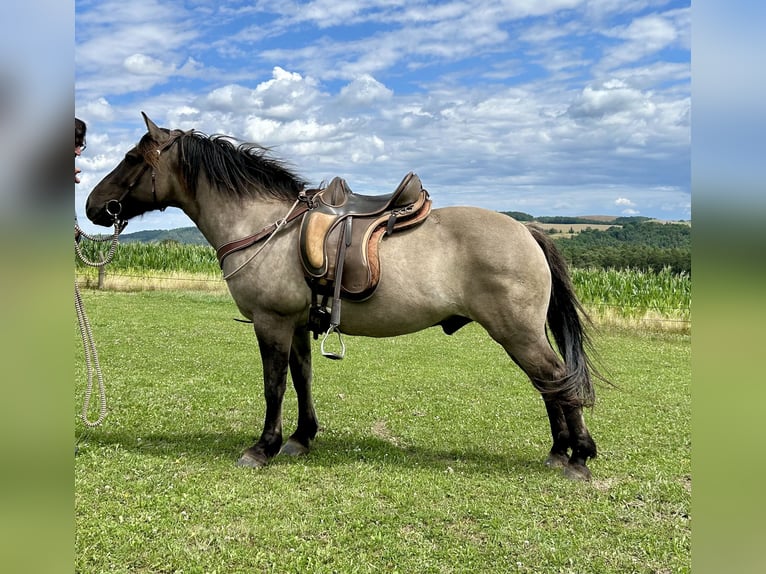 Highland Pony Wallach 9 Jahre 145 cm Grullo in Langenwetzendorf