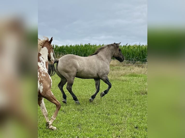 Highland Pony Wallach 9 Jahre 145 cm Grullo in Langenwetzendorf