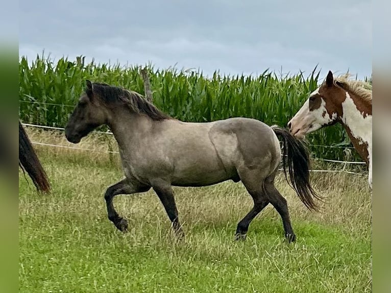 Highland Pony Wallach 9 Jahre 145 cm Grullo in Langenwetzendorf