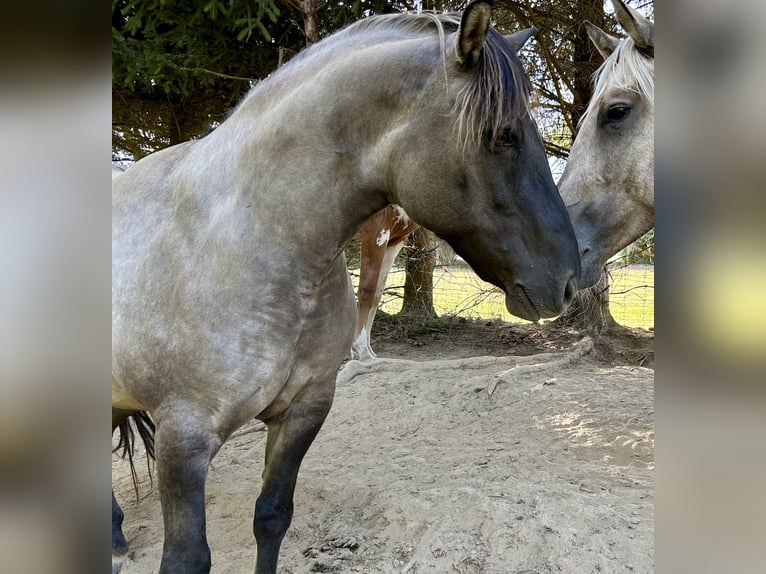 Highland Pony Wallach 9 Jahre 145 cm Grullo in Langenwetzendorf