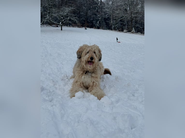 Highland Stallone 34 Anni 183 cm Bianco in Georgsmarienhütte
