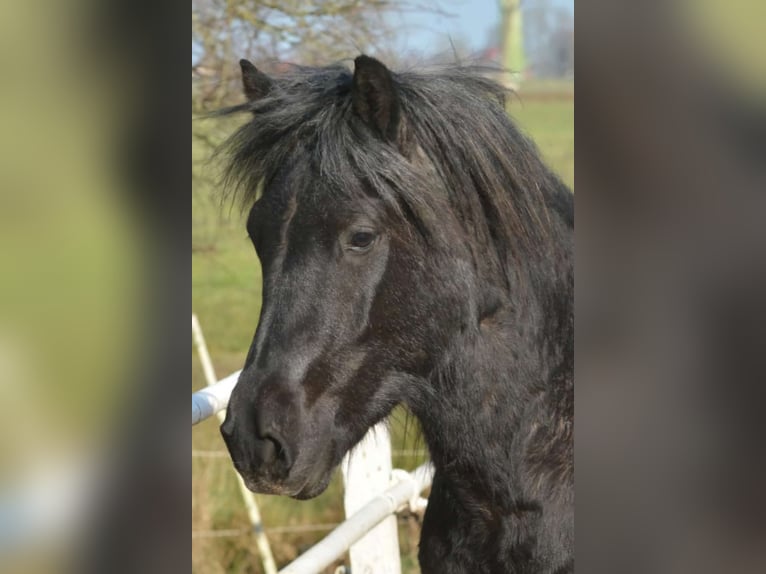 Highland Stallone 3 Anni 140 cm Può diventare grigio in Flethsee-Landscheide