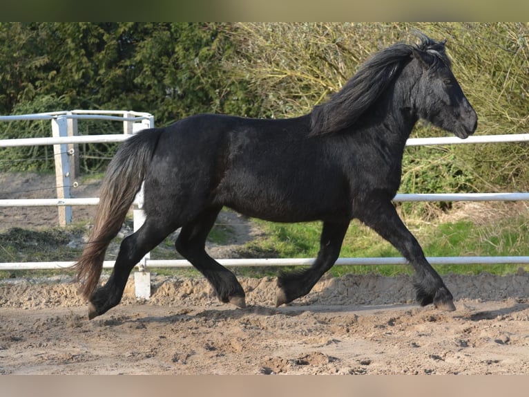 Highland Stallone 3 Anni 140 cm Può diventare grigio in Flethsee-Landscheide