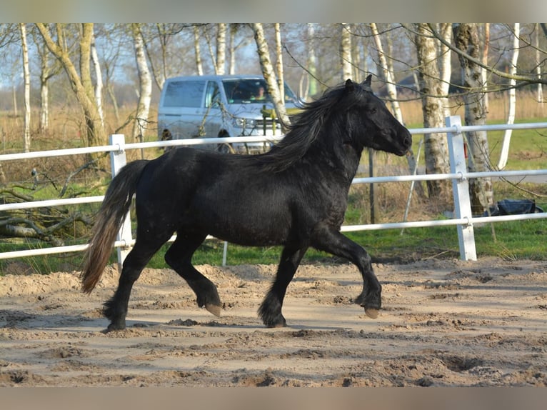 Highland Stallone 3 Anni 140 cm Può diventare grigio in Flethsee-Landscheide